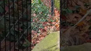 🐯 A TIGER in NYC's Central Park? #shorts #funnycats #cat #cutecat  #funnycat #catsofyoutube #nyc