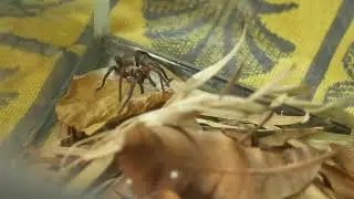 Wishbone Spider Waltz