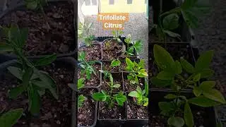 Wild Citrus - Poncirus Trifoliata and Trifoliate Orange 🍊 Hybrids