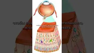Из-за чего падает зрение? #митохондрии #биохакинг #зрение #мозг #здоровье #наука