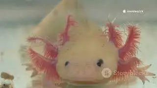 6 real animals looks totally like alien 
