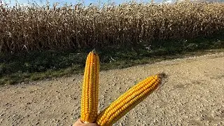 Кукурудза отримала десикацію😬🥶 Міряжм вологість‼️