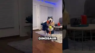 The only dinosaur that didn&rsquo;t go extinct #dog #dinosaur #shorts