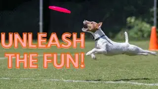 Best Outdoor Activities to Enjoy with Your Dog 🌳🐕