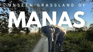 Manas National Park Assam | Bhuiyapara Grassland Range | Wildlife & Birding Safari - 4K Video