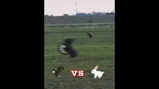 🦅 Eagle vs 🐇 Hare #hare #rabbit #eagles #hawks #attack #natgeo #wildlife #hunting