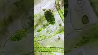 Street Food under the Microscope #microscope #science