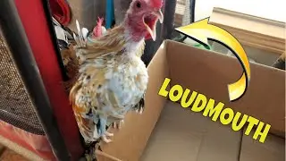 🐓 MINI Rooster Crows 2  [Miniature Serama Rooster] 🐓