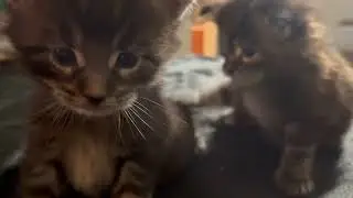 Maine Coon Kittens - Growing Too Fast - Monarch and Thompson #mainecoon #cat #cute #kitten
