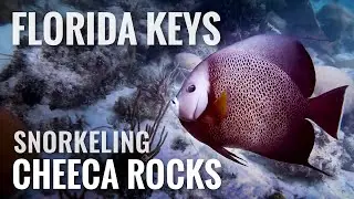 Snorkeling FLORIDA KEYS Cheeca Rocks [4K]
