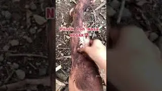 cara buat masker wajah 2 bahan susu beruwang dan kopi