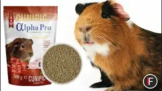 CUNIPIC Alpha Pro Guinea Pig adult