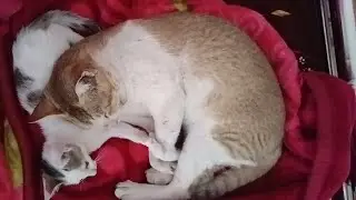 #my first time long video // please watch this // father cat 😺 and mother cat 💕😘