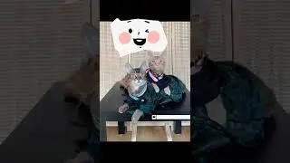 Hilarious Pet Antics| cat - Funny Pet Video  #(31)