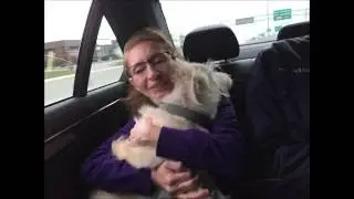 Dog rescued from Syria reunites with refugee family | Global Animal Rescue | SPCA International