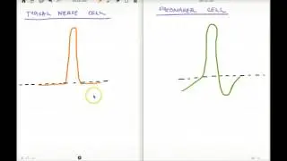 287 FA PACEMAKER ACTION POTENTIAL
