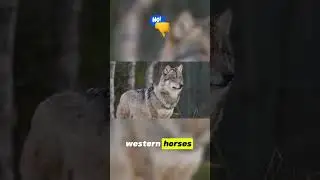 The Rise and Fall of the Dire Wolf 📉