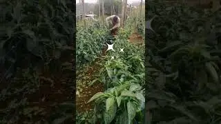 ℹ️Harvest Bell pepper#harvest#trendingvideo#trendingshorts#farmin#trending#youtubeshorts#ytshorts