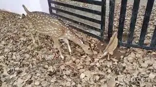 Rescue baby deer (மான் குட்டி மீட்பு பணி)