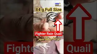 Full size Fighter rain quail | Chinga Batair Ki Awaz | चंगा बटीर क