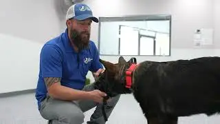 How To Muzzle Condition Your Dog - DAY 1 - Introducing the Muzzle to Your Dog