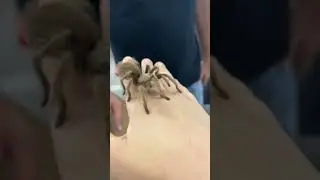 Holding a Arizona Blonde Tarantula!