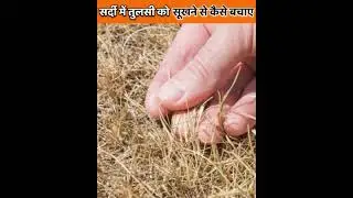 How to save Tulsi plant in winter season.