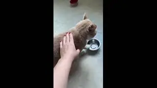 A normal Russian cat, demanding food