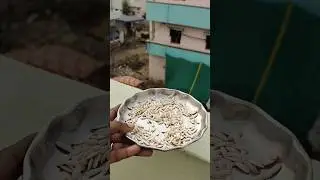 🤷muskmelon seeds cleaning#viral #trending #food #foodie #ytshorts #shorts #youtubeshorts