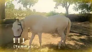 #horse #viral #status #video #youtube #trending #subscribe #new #music #song #shorts #short