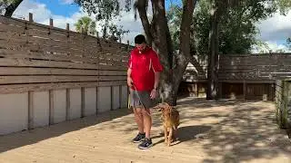 Nala&rsquo;s 5-Day Transformation | 7 month old Golden Retriever | Sit Means Sit Tampa
