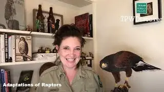 TPWDiscover | Адаптации хищных птиц