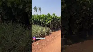 Decorative plants outdoor | Best decorative plants in kadiyam | Sri Sindhura Nursery Kadiyam Nursery