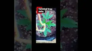 Can You Grow Auto Flowers Outside?