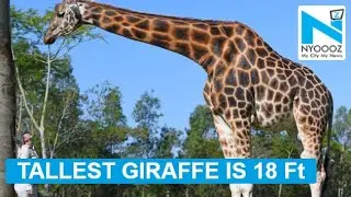 This is the world&rsquo;s TALLEST giraffe who also holds Guinness World Record
