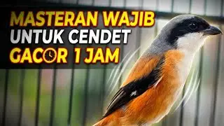 🔴 TOET TOET CENDET PASTI NYAUT || MASTERAN BURUNG CENDET 09 #birds