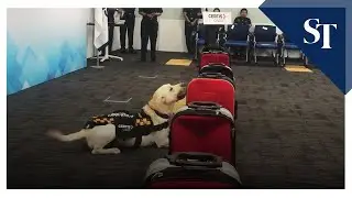 Sniffer dog Naomi identifies a luggage with planted explosive materials, during a simulated exercise