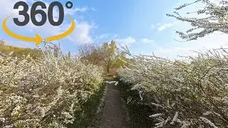 4K 360° VR 한강 사운드스케이프 - 한강 난지공원 - 필드레코딩 - 앰비소닉(Ambisonic) - Insta360 X4, KOREA SOUNDSCAPE