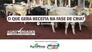 O que gera receita na fase de CRIA?
