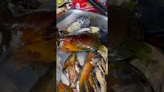 Harvesting Green Lip Mussels
