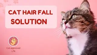 Persian Cat Hair Problem SOLVED! Grooming & Shedding Solutions | CAT approved Life.