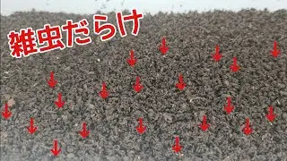 絶対にマネしちゃいけない雑虫対策！【カブトムシクワガタ飼育】