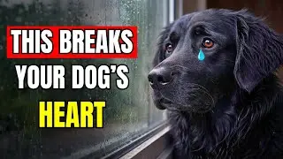 92% of Owners Do THIS Before Leaving…and Dogs Suffer Silently