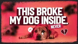 The 5 Saddest Things Dogs Remember Forever