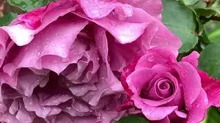 Perfect Angel Face rose