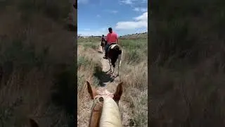 Quarter Horses vs Saddlebred 😂