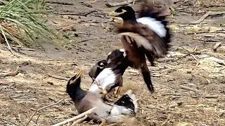 Myna Fighting | Birds Fighting | Mynah Fighting Sounds Effects