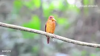 赤翡翠 Halcyon coromanda