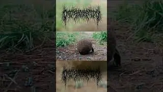 Slamming Brutal Death Metal Riffs #slammingbrutaldeathmetal #deathmetal #slammetal #brutaldeathmetal