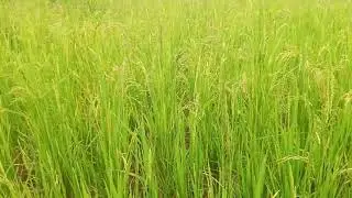 Rice farming is one of the most profitable businesses, Rice farming 2024 #farming #usa